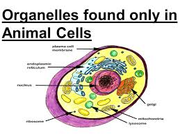 Known as the cell's command center in plants and some algae, organelles known as chloroplasts serve as the site of photosynthesis. Topic Cells Aim Describe The Different Cell Organelles And Their Functions Do Now Explain What All Living Cells Are Made Up Of Hw Read P 39 Write Ppt Video Online Download