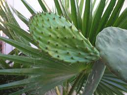 Photos of mexican tuna salad. Nopal Wikipedia