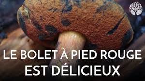 Le Bolet A Pied Rouge Un Regal Bien Cuit Le Chemin De La Nature