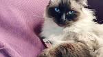 Ragdoll Breed Characteristics and Information | IamCasper