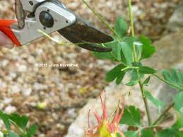 Columbine Aquilegia A Seasonal Look My Gardener Says