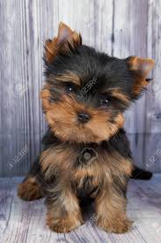 If you are looking for different yorkshire terrier haircuts, you are at the right place! Small And Cute Puppy Of The Yorkshire Terrier Sits On Gray Wooden Stock Photo Picture And Royalty Free Image Image 98645694