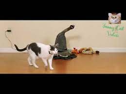 Mai 2020 I Laugh All Day Coz These Cute Funny Cats Https Www Youtube Com Watch V Dybgs0eggfo Cats Funny Cats Funny Cat Videos