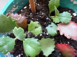 Image result for Kalanchoe brachyloba