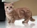 TICA Registered Munchkin Kittens for Sale - Munchkin ...