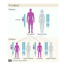 From an evolutionary perspective, a recessive disease or trait can remain hidden for several generations before displaying the phenotype. What Are The Different Ways A Genetic Condition Can Be Inherited Medlineplus Genetics