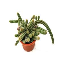 Unlike most cacti, the cleistocactus winteri is a rapidly growing species. Aporocactus Flagelliformis Rat Tail Cactus Succulent Plant à¤°à¤¸ à¤² à¤ª à¤§ à¤¸ à¤• à¤² à¤Ÿ à¤ª à¤² à¤Ÿ Chhajed Agri Plastic Private Limited Pune Id 19150844897
