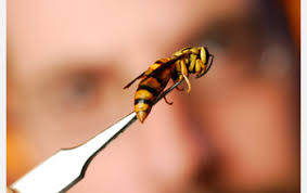 How To Capture Yellow Jackets And Not Get Stung Nsf National Science Foundation