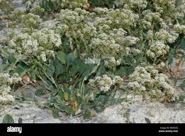 Image result for Cressa cretica