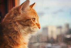 Just like with people, if we catch something super early, the outcome is generally better. All The Amazing Things Your Dog Or Cat Can Sense