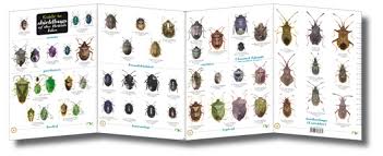 Insect Identifier Uk Best Image Home In The Word