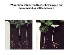 Allerdings verstehe ich nicht, wie latosole mit ferralsolen zusammenhängen. Latosole Rotbraune Bis Rotgelbe Tropische Bodenbildung Mit Lockerem Gefuge Enthalt Wenig Kieselsaure Hat Aber Hohen Aluminium Und Eisenhydroxidgehalt Ppt Video Online Herunterladen