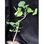 Image result for Erythrina madagascariensis