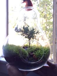 Pin On Bonsai Terrarium