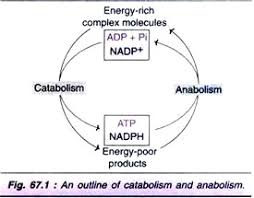 Metabolism And Its Integration With Diagram