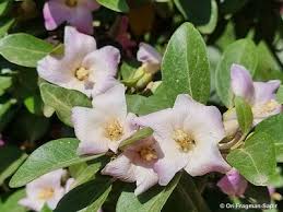 Image result for Lagunaria patersonia