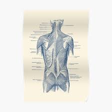English and spanish anatomical chart desktop collection. Anatomy Overlay Chart Excellent Map Of How The Spine Body Overlays The Hand In Anatomy Charts Are Visual Depictions Of The Human Body Katalog Busana Muslim