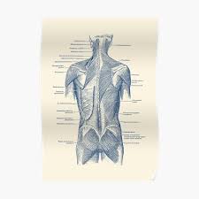 Characteristic of the vertebrate form, the human body has an internal skeleton with a backbone, and, as with the mammalian form, it has hair and mammary glands. Anatomy Overlay Chart Excellent Map Of How The Spine Body Overlays The Hand In Anatomy Charts Are Visual Depictions Of The Human Body Katalog Busana Muslim