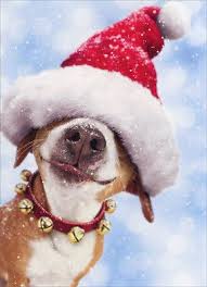 Big Dog With Santa Hat 10 Boxed Funny Christmas Cards By Avanti Press Ebay Christmas Dog Christmas Animals Pets