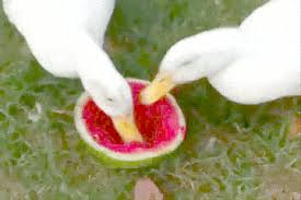 A free roam rabbit eats watermelon! Best Watermelon Gifs Primo Gif Latest Animated Gifs