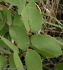 Image result for Colophospermum
