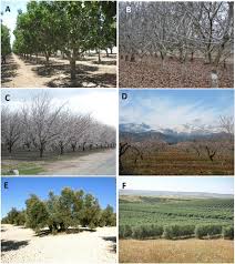 We would like to show you a description here but the site won't allow us. Ecology And Epidemiology Of Diseases Of Nut Crops And Olives Caused By Botryosphaeriaceae Fungi In California And Spain Plant Disease