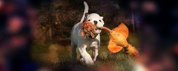 Im aufzucht von kitten forum im bereich katzenaufzucht und zucht; Welpen Boxer Von Den Tempelrittern