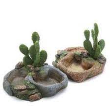 The friends of catalina state park invite you to adopt a saguaro. 12 Terrarium Decor Ideas Terrarium Decor Terrarium Reptile Terrarium