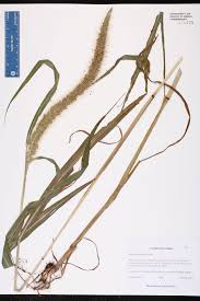 Image result for Setaria grandis