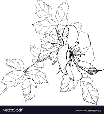 Here uhhhh have a wip of my flower dog to compensate for the lack of art ive posted. Rose Flower Pencil Drawing Vector Image On Vectorstock Pencil Drawings Of Flowers Flower Drawing Drawings