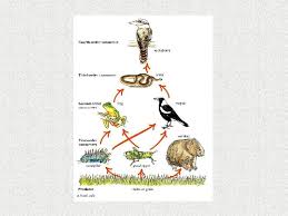 And many of those waste products your kidneys filter out come from the foods you eat. Food Chains And Webs Year 8 Science Producers