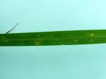 Image result for Setaria lindenbergiana