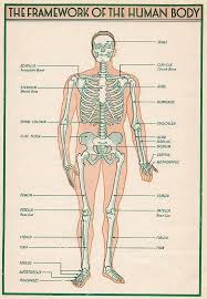 The Framework Of The Human Body Human Body Body Human