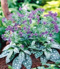 Pulmonaria Trevi Fountain Pflegeleichte Pflanzen Bodendecker Pflanzen