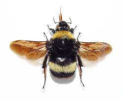 Apply a knockdown insect aerosol spray to the nesting holes. Bumblebee Jpg 560 467 Bee Bee Diagram Bumble Bee