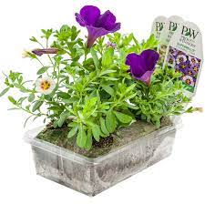 Find plants you love and create idea boards for all your projects. Flower Pillow Faq Buy Online Proven Winners