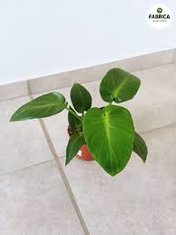 Image result for Filodendron Philodendron