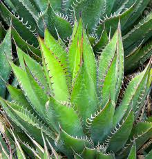 Image result for Agavaceae