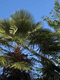 Epingle Sur Plantes Que J Aime Plants I Love