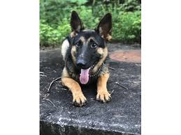 The search is powered by lookupmicrochip, an internet based application to assist in the identification and. Pet Microchip Id Lookup Registration For Dogs Cats