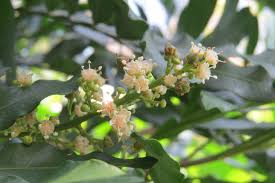 Image result for Filicium decipiens