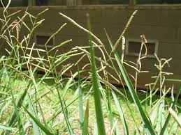 Image result for Paspalum scrobiculatum