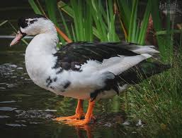 These ducks will give you up to 240 eggs per year. Magpie Duck By Martinwait Ephotozine