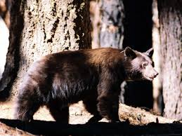 Bear At Sequoia Kings Canyon National Park Of The Week 2 Trails Of Arkansas Kings Canyon National Park Kings Canyon National Parks