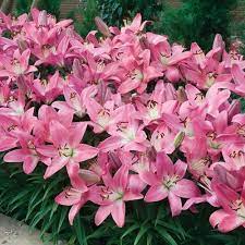 We did not find results for: Pink Carpet Border Lilies Pink Carpet Pink Lilies Day Lilies