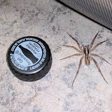 Please Id For Me Roseburg Oregon Spiders