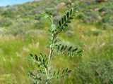 Image result for Indigofera heterotricha