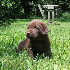 We have a waiting list for our puppies, especially our toy puppies. East Texas Labrador Retrievers Home Facebook