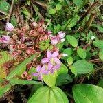 Image result for Dichaetanthera