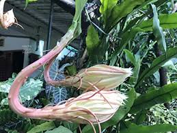 Jan 06, 2017 · shape of you lyrics: Seeds Village Brahma Kamal Epiphyllum Oxypetalum Mythological Night Blooming Lotus Plant S 3 Leaf Cuttings For Growing With Printed Planting Instructions Amazon In Garden Outdoors